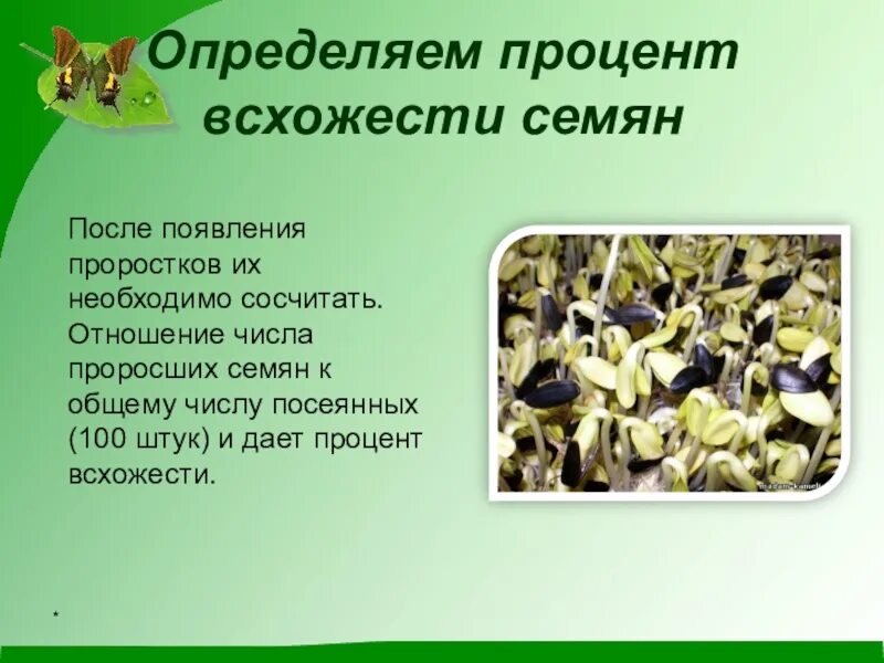 Определение всхожести семян культурных растений. Всхожесть семян исследования. Жизнеспособность семян. Определение всхожести семян зерновых. Семя, проросток, жизнеспособность семян.