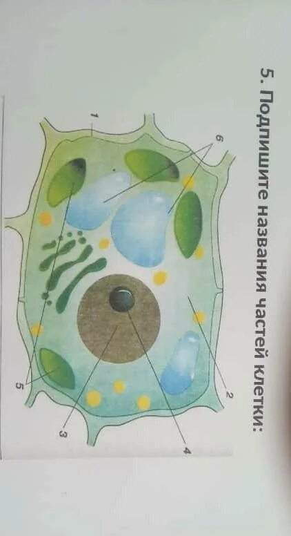 Название клеток. Строение клетки без названий. Клетка подписать название. Рисунки клеток и их названия.