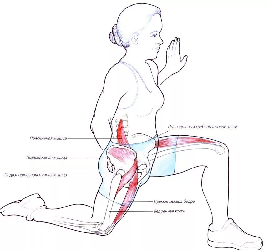 Растяжка подвздошно-поясничной мышцы упражнения. Подвздошно-поясничная мышца упражнения. Подвздошно-поясничная мышца анатомия. Подвздошно-поясничная мышца упражнения на растяжение. Боль в тазобедренном суставе правой ноги