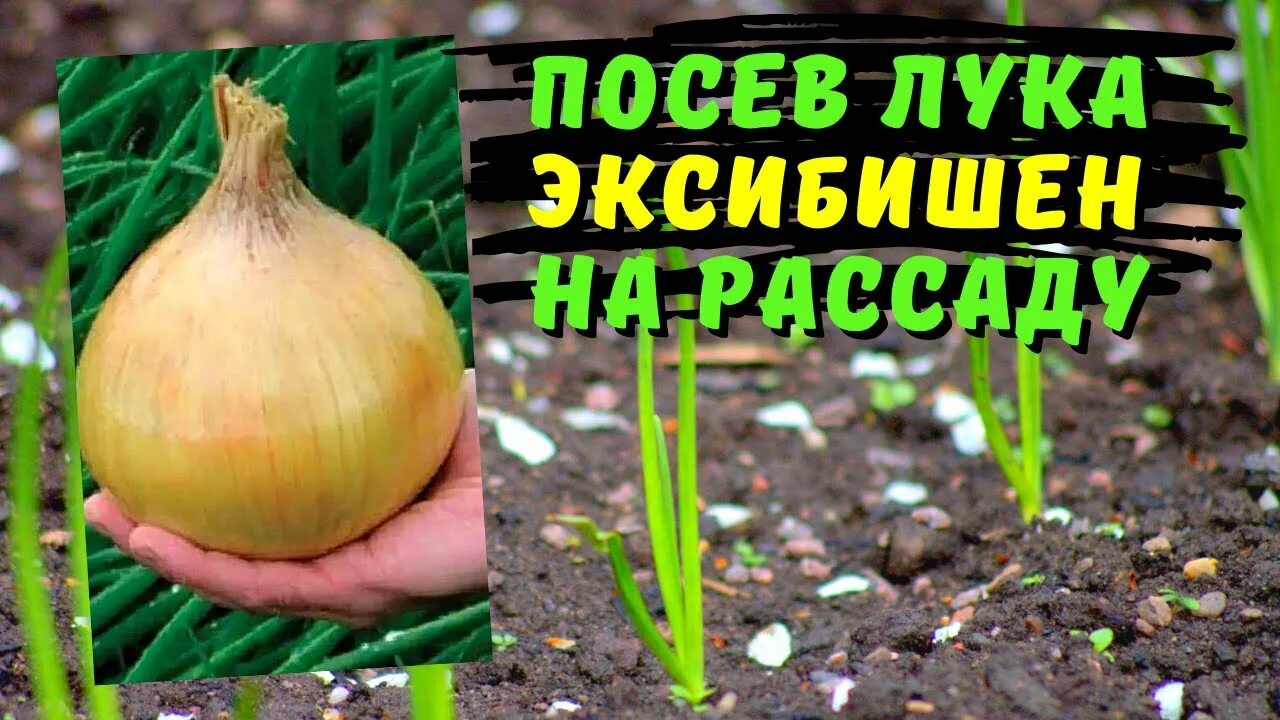 Эксибишен на рассаду в сибири. Лук эксибишен семена. семена лук репчатый эксибишен. отсибишин лук репчатый. лук эксибишен лидер (аэлита).