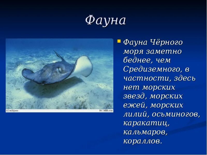 Растения и животные черного моря 4 класс. Животные черного моря сообщение. интересные факты о животных черного моря. презентация животные черного моря. сообщение о животном черного моря.