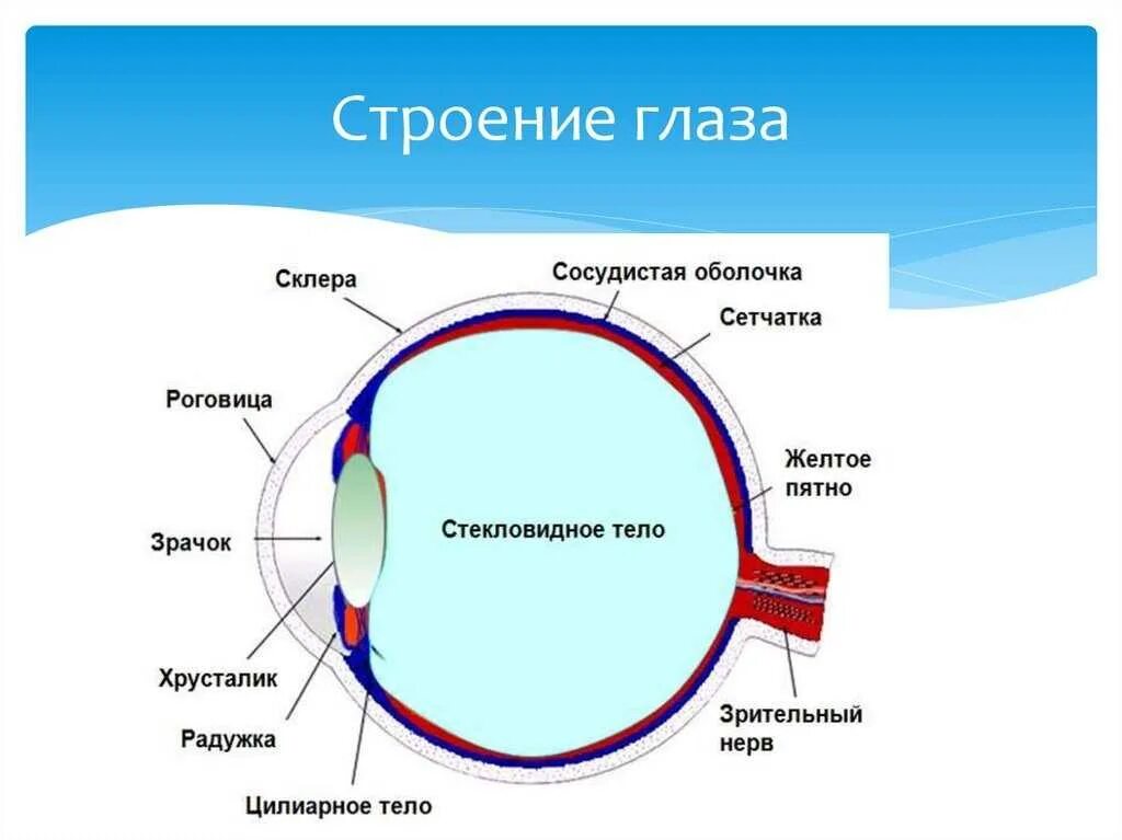 Строение глазных оболочек. Оболочки и структуры глаза. строение глаза сетчатка роговица хрусталик. внутреннее строение глаза человека и функции. оболочки глазного яблока схема.