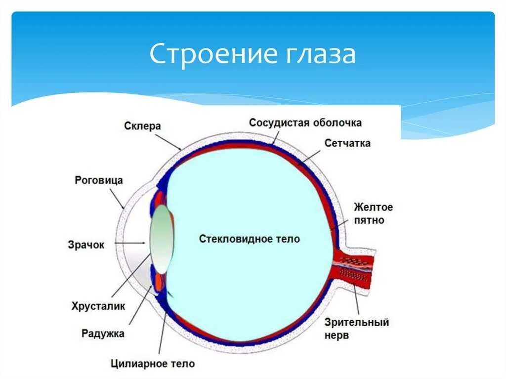 Роговица зрительная зона коры мозга стекловидное тело. Оболочки и структуры глаза. Строение глаза сетчатка роговица хрусталик. Внутреннее строение глаза человека и функции. Оболочки глазного яблока схема.