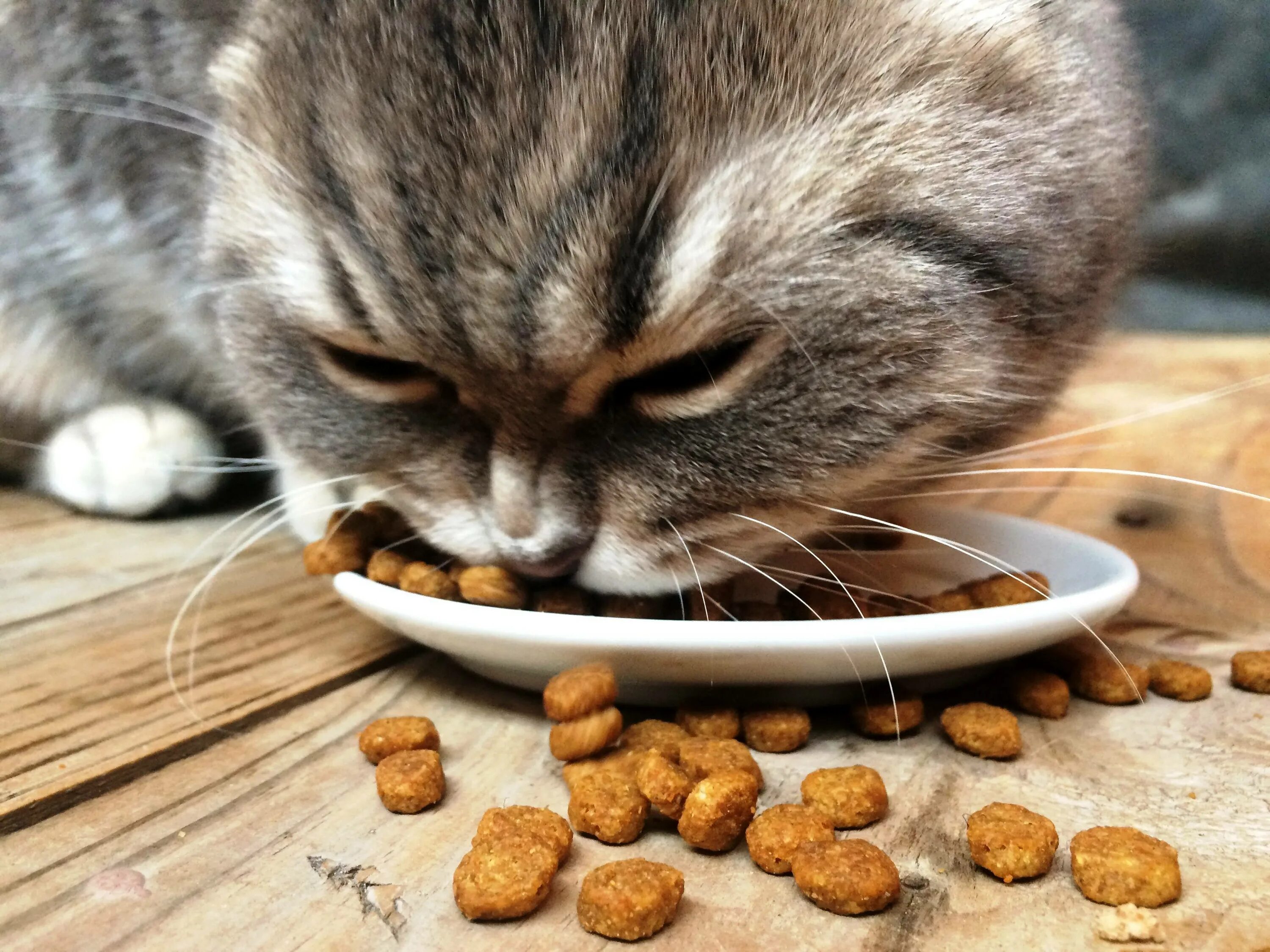 Питание кошек. Кошка ест сухой корм. Рацион котов. Накормить кота