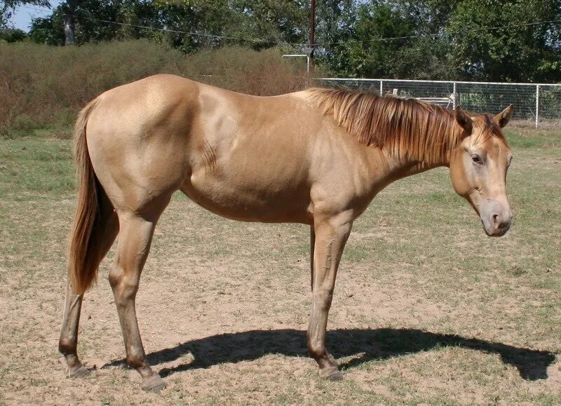 Diego Color Genetics Pferde