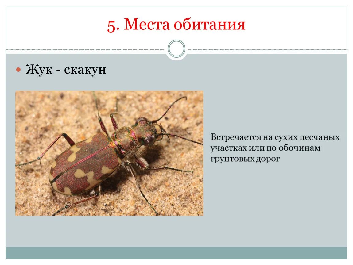 Жуки поедающие пластик. Жук рогач и жук олень. Среда обитания жесткокрылых. Отряд жесткокрылые представители. Жуки места обитания.
