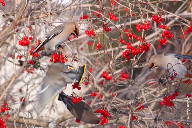 Стая калина. Калина обыкновенная viburnum opulus. Стая калина. Снегири на рябине. Свиристель на рябине.