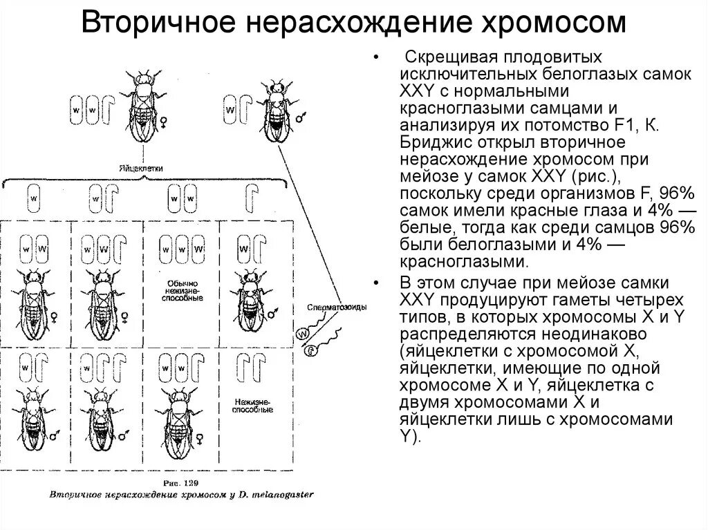 Таблица сравнения нормальных и мутантных форм дрозофил. Схема первичного нерасхождения х хромосом у человека. (Первичное и вторичное нерасхождение х-хромосом у дрозофилы. Первичное нерасхождение половых хромосом. Нерасхождение хромосом у дрозофилы.