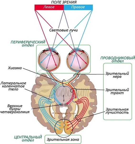 Проводниковый отдел зрительного анализатора. Проводниковый отдел зрительного анализатора схема. Проводниковый отдел зрительного анализатора представлен. Зрительный анализатор рецепторный проводниковый корковый отделы.