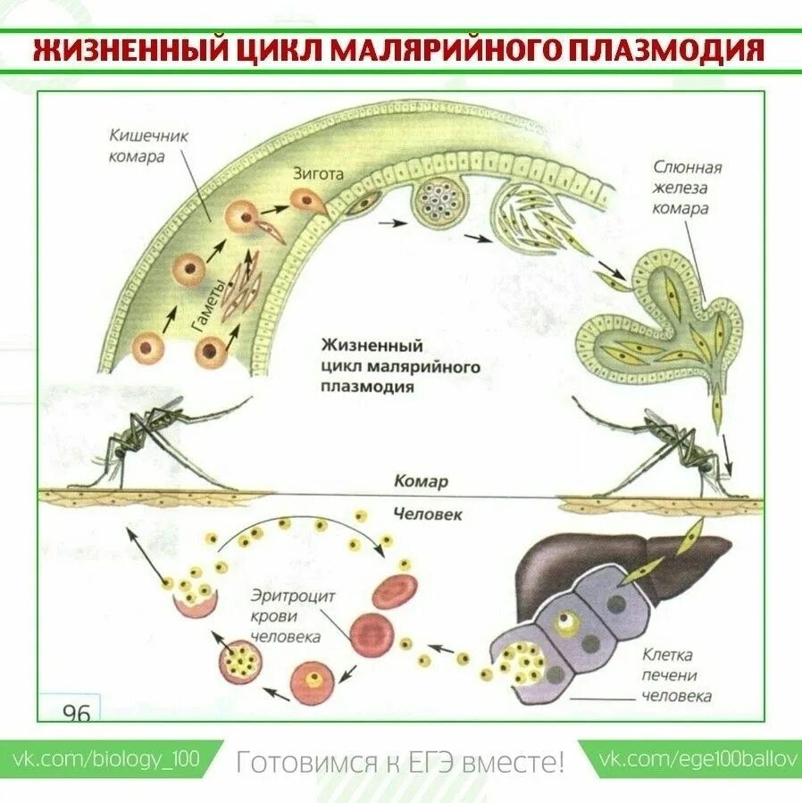 Жизненные циклы егэ биология задания