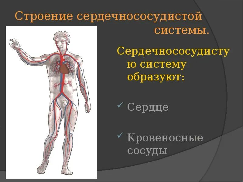 Сердечно сосудистая система и ее функции. Сердечно сосудистая система. сосудистая система человека. строение сердечно сосудистой системы. сердечно-сосудистая система.ppt.