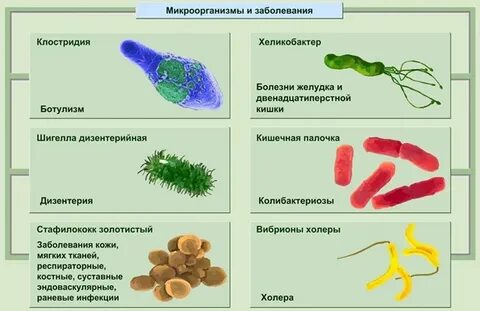 Бактерии наши друзья и враги
