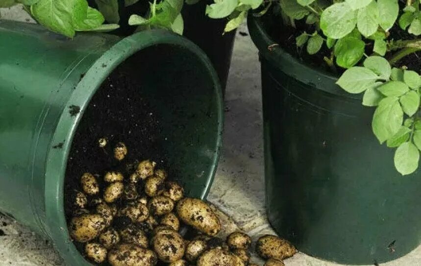 Выращивание картофеля в домашних условиях. Картошка в бочке. Картошка в бочке вырастить. Посадка картофеля в бочке. Картофель в ведре.