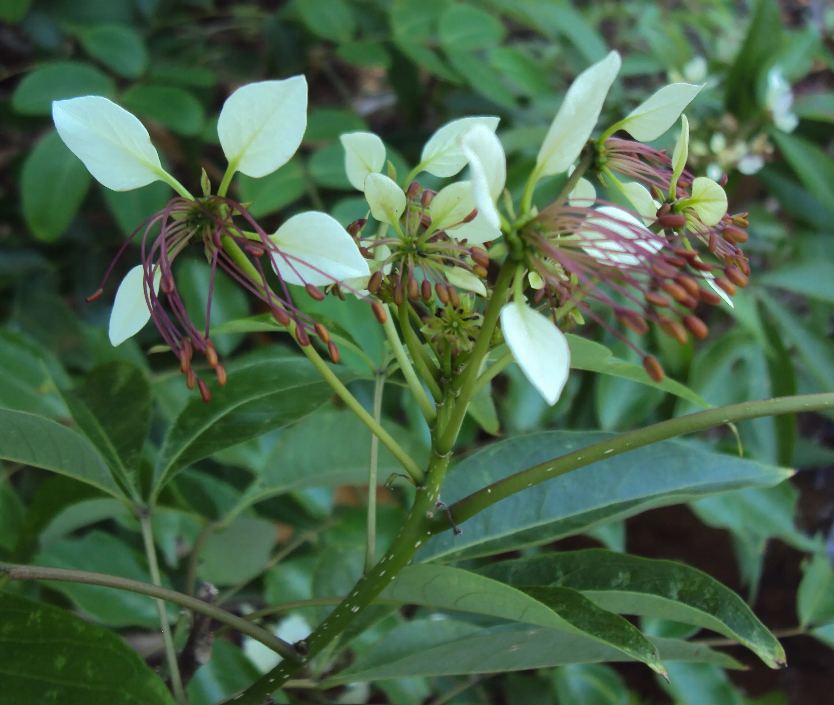 Приманка "mikado" fishunter goliat 22см, 97г / 18rh (1уп. Виброхвост mikado "fishunter" 18rh. Metro magna. Велосипед чоппер. -2шт.