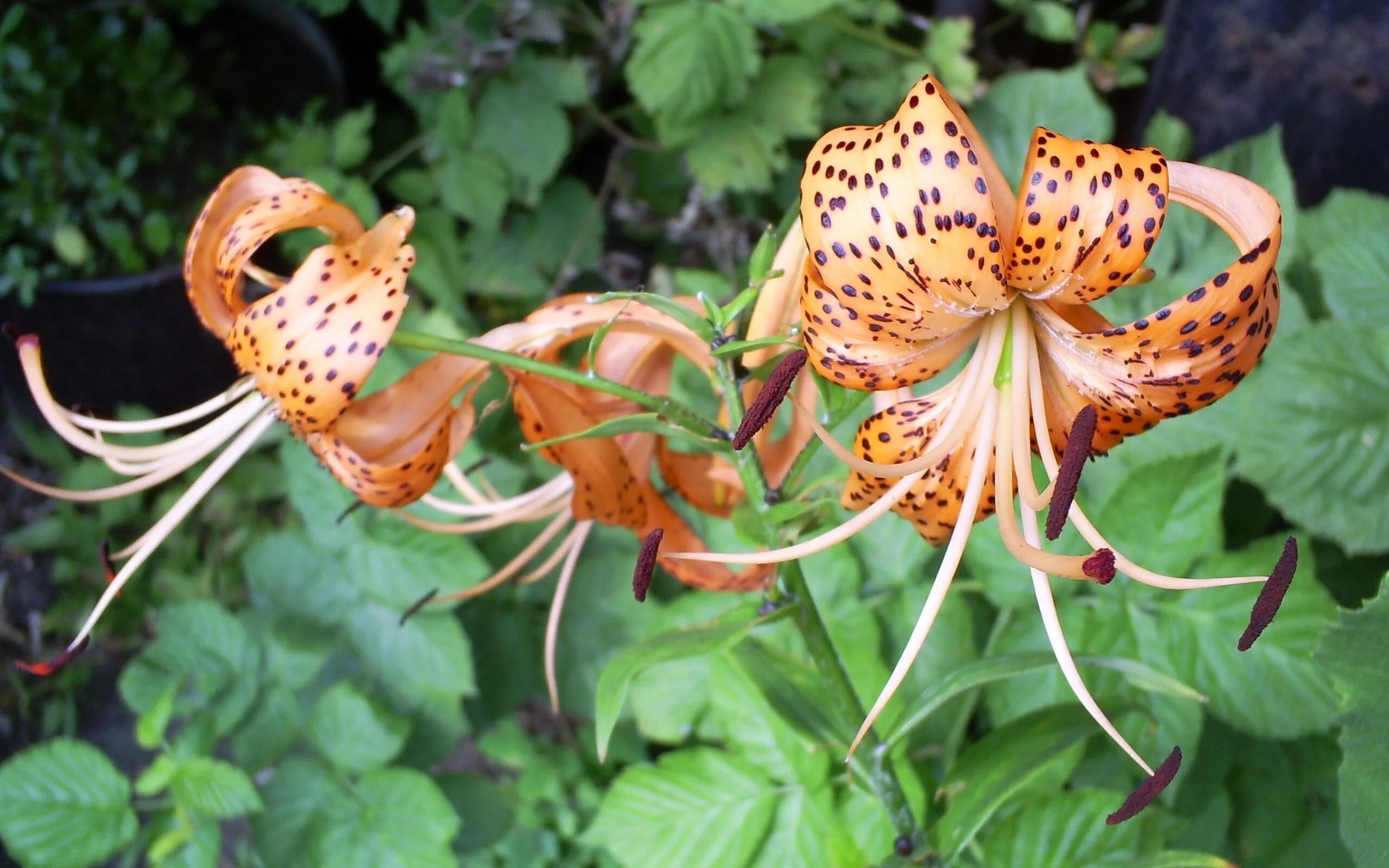 Plant lily. Лилия азиатская кент. Лилейное растение 6 букв на к. Лилейное растение 6 букв на к. Лилейное растение 6 букв на к.