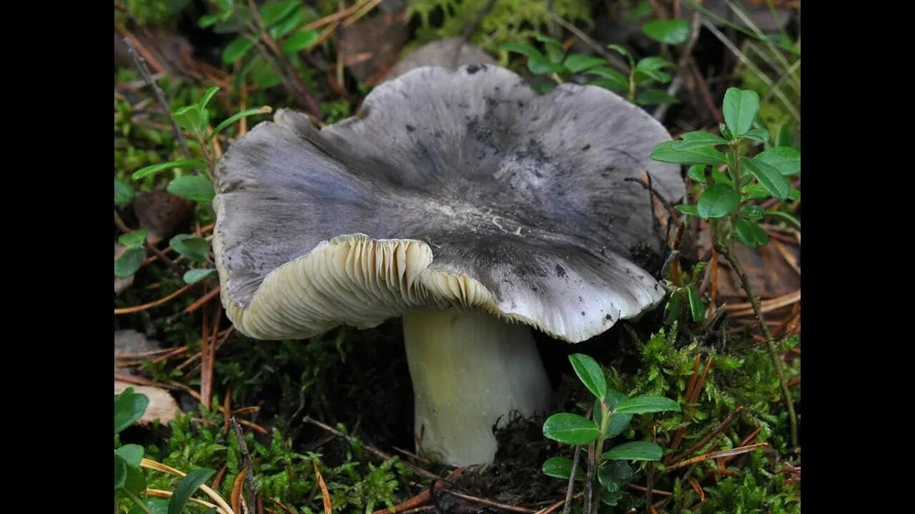 fredolics (Tricholoma terreum) Funghi ripieni, Funghi selvatici, Funghi