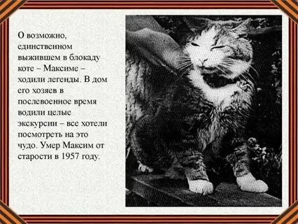 Его кот жив и мертв 9 букв