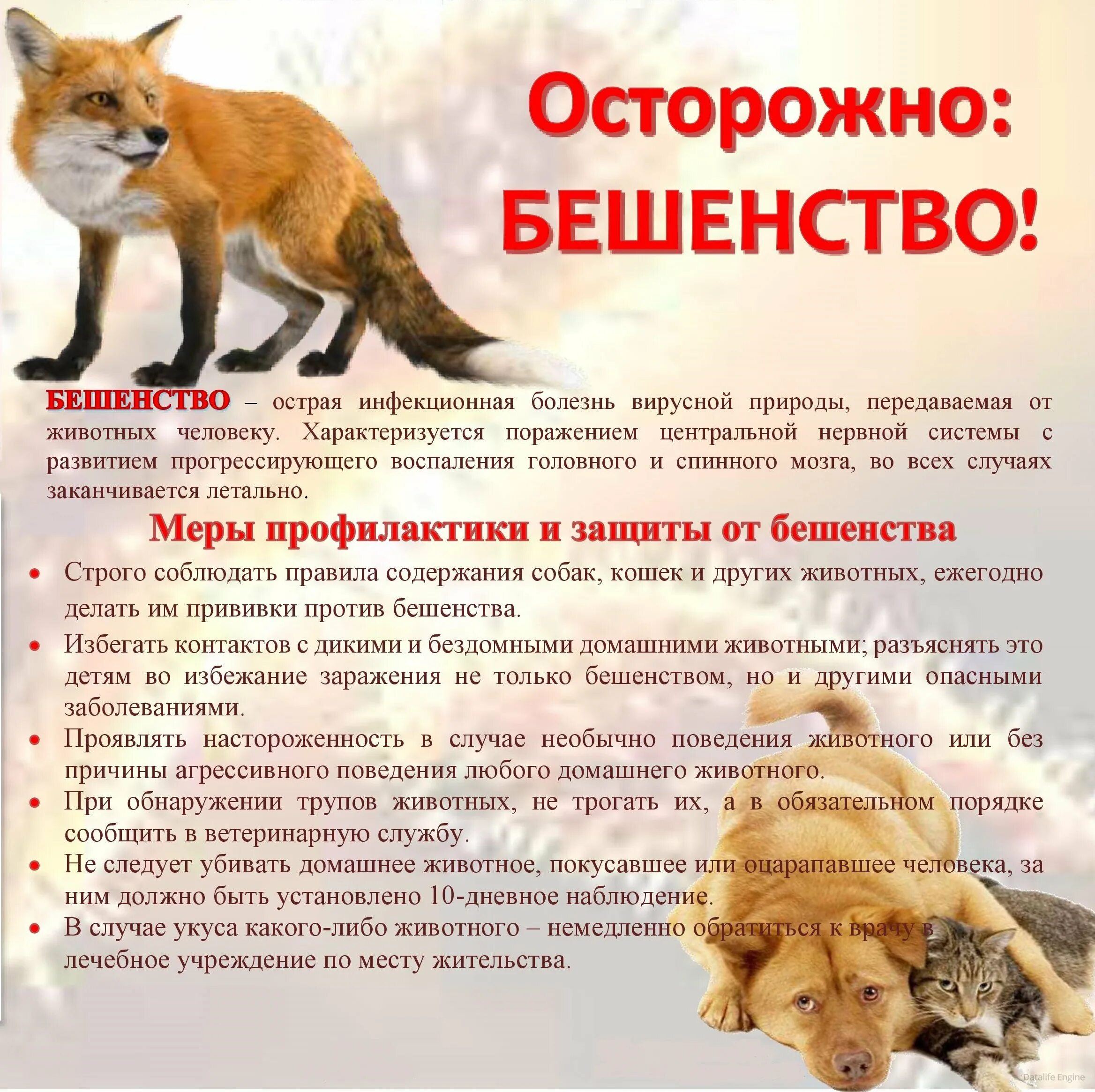 Содержание бешеный