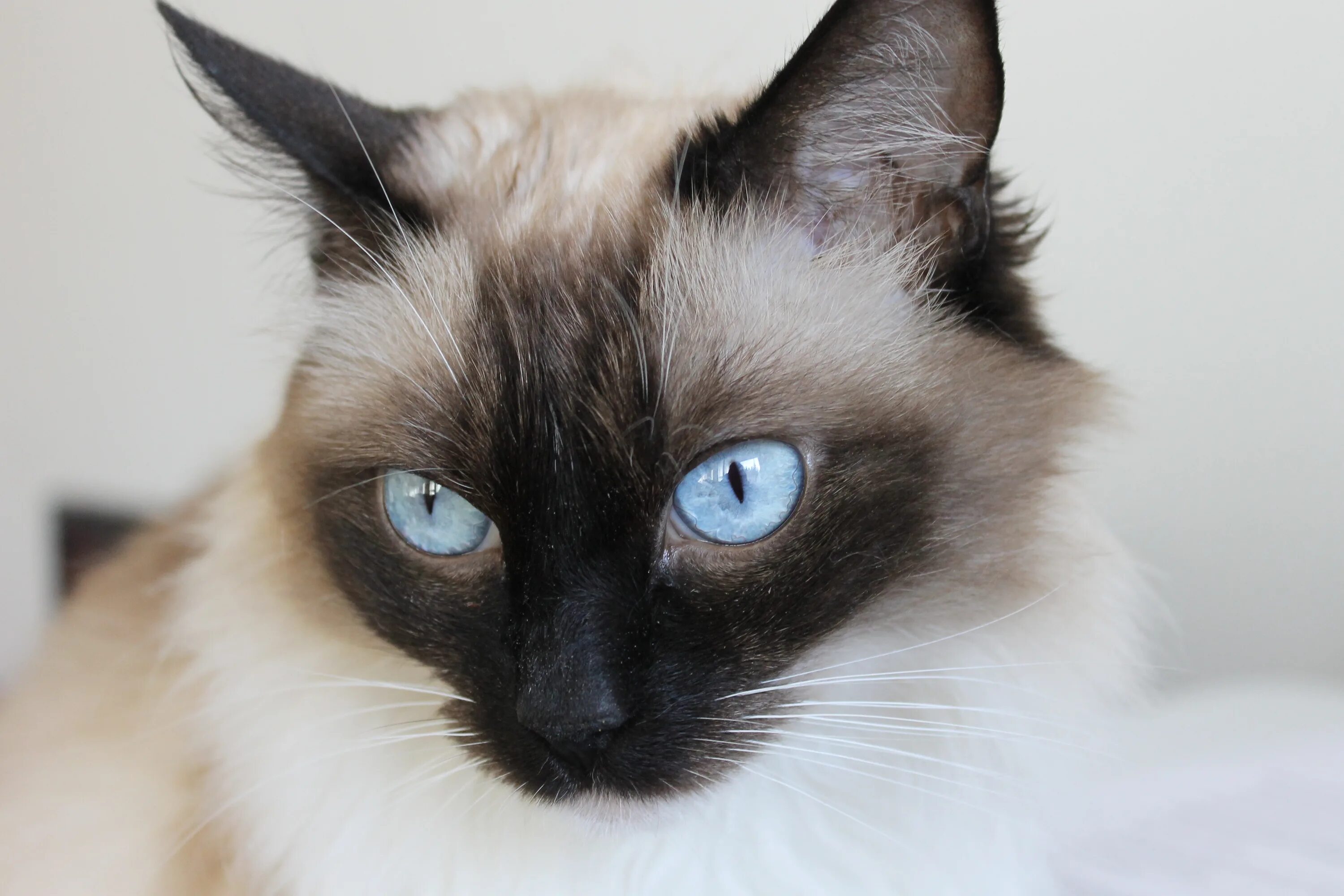 Кошки отзывы. Сиамская Балинезийская кошка. Балинезийская кошка Сиамская кошка голубые глаза. Тайская Балинезийская кошка. Балинезийская кошка и бирманская.
