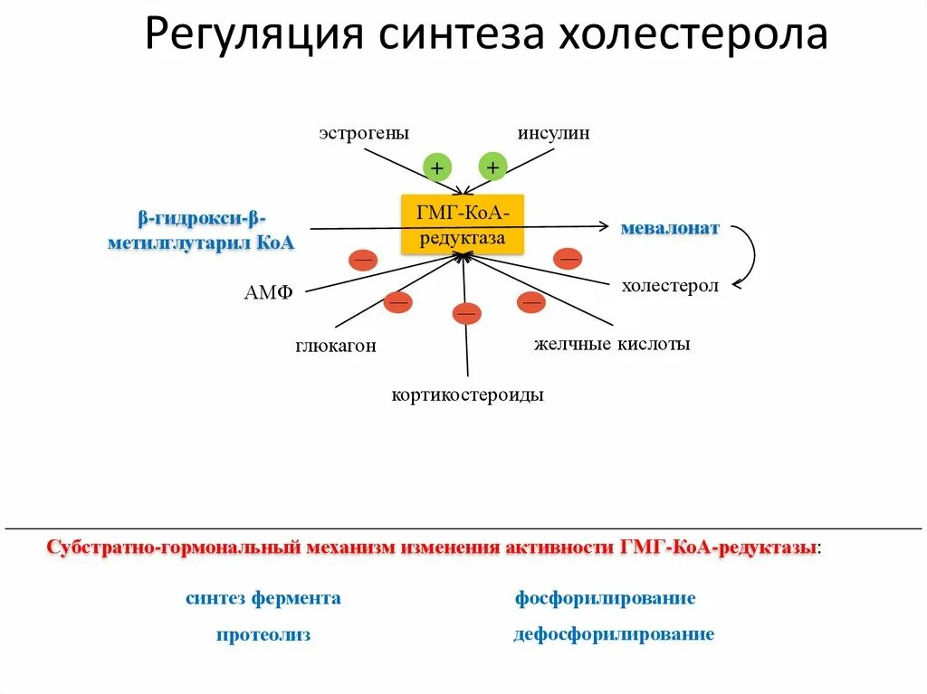 Гормональная регуляция синтеза холестерола. Регуляция биосинтеза холестерола. Регуляция синтеза холестерола инсулином. Синтез холестерола ГМГ КОА редуктаза.