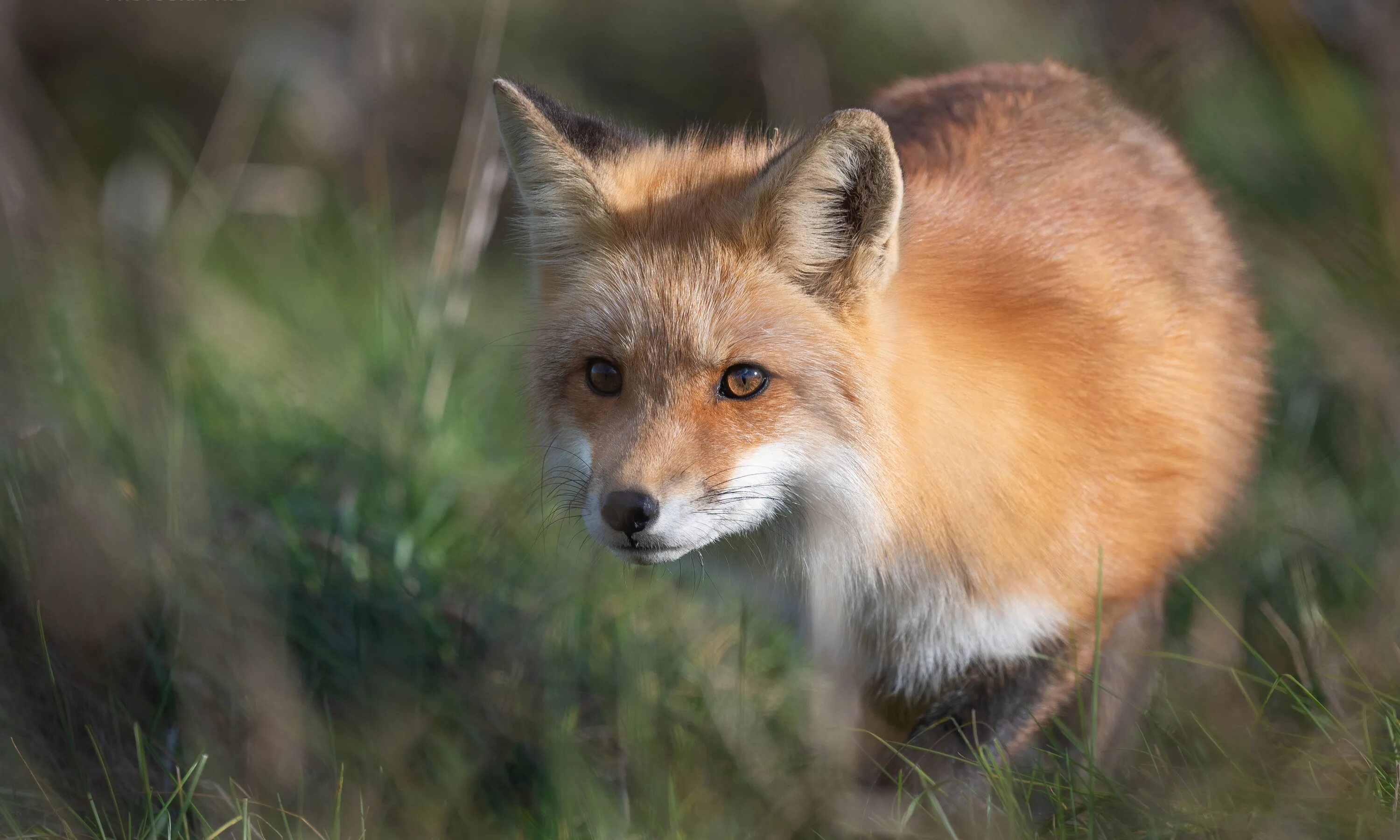 Обои лисы. Лиса млекопитающее. Морда лисы. Сибирская лиса. Red fox 4