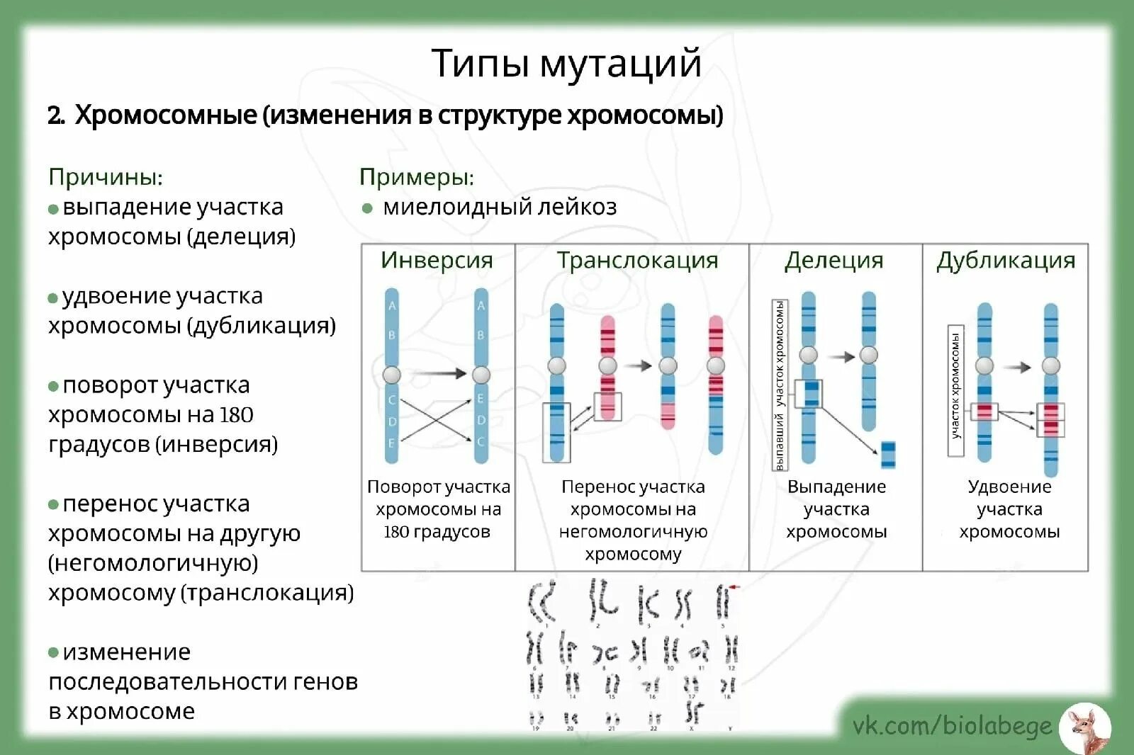 Мутации таблица по биологии 9 класс 42/48