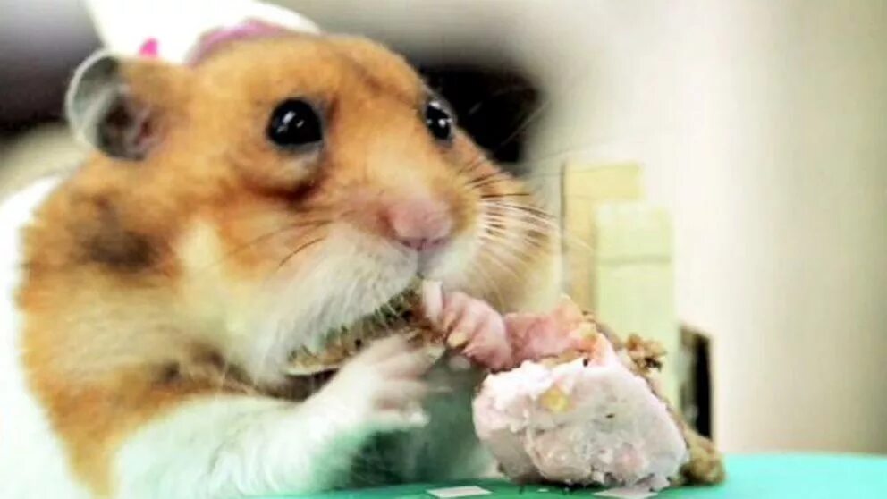 Sad hamster violin hamster. С днем рождения хомяк. Хомяк праздник. Всемирный день хомячка. Торт с хомяком.