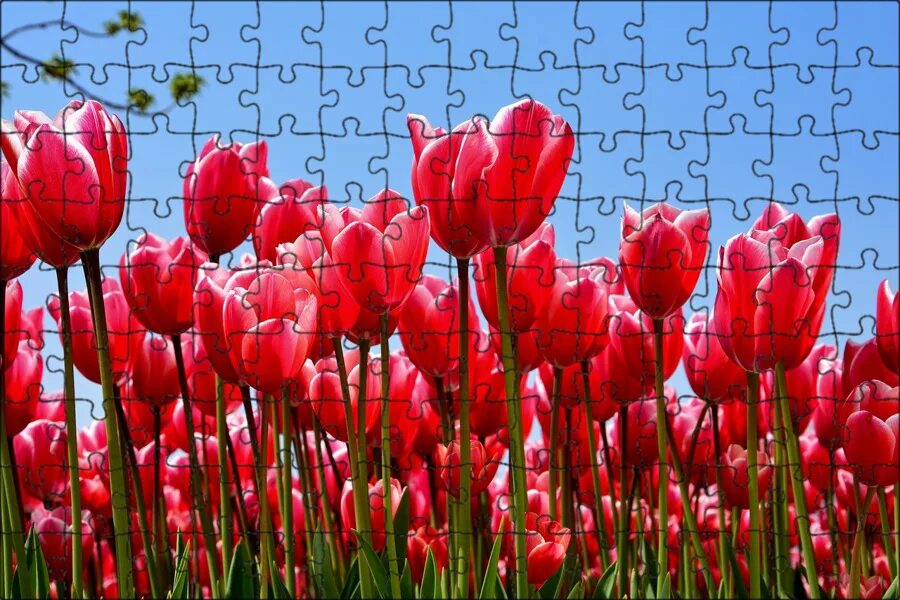 Tulip 2