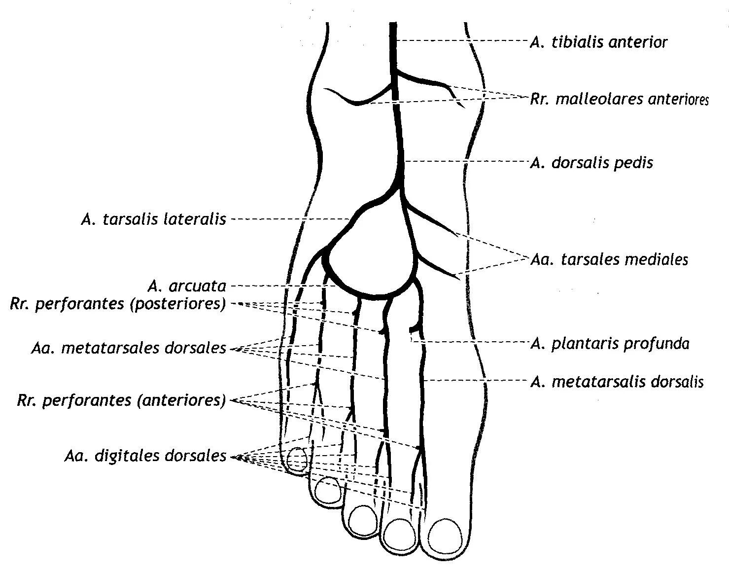 Тыльная артерия стопы анатомия. Тыльная артерия стопы схема. Иннервация тыла стопы схема. Кровоснабжение стопы анатомия. Основные артерии стопы