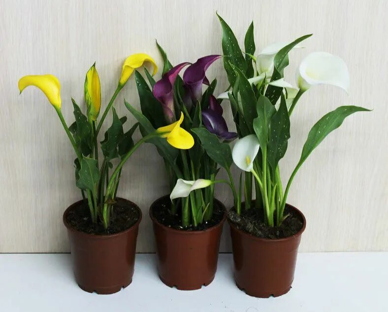 100pcs rainbow Calla flower Bonsai plant mix color indoor&outdoor flower For Hom