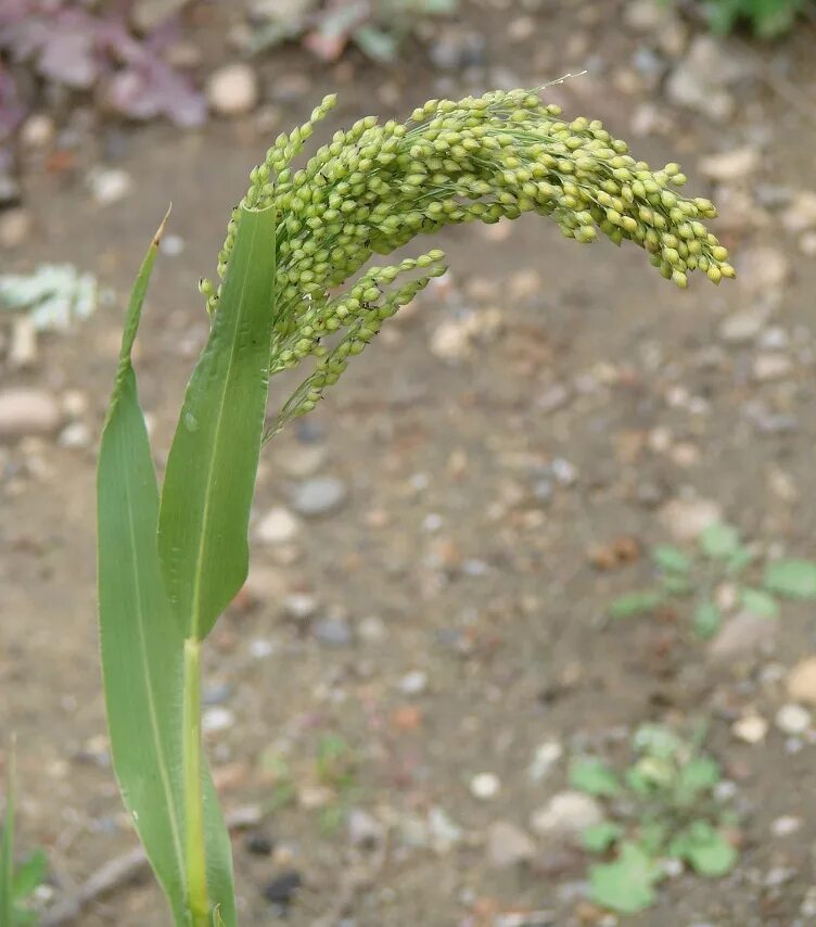 Чумиза. Чумиза рис. Чумиза растение. Просо (Panicum miliaceum). Особенности проса