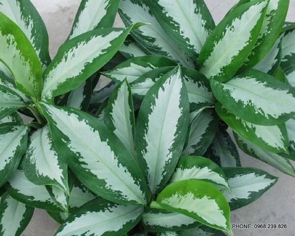 ФОТО Фикус Бенджамина Старлайт Indoor plants, Plant leaves, Plants