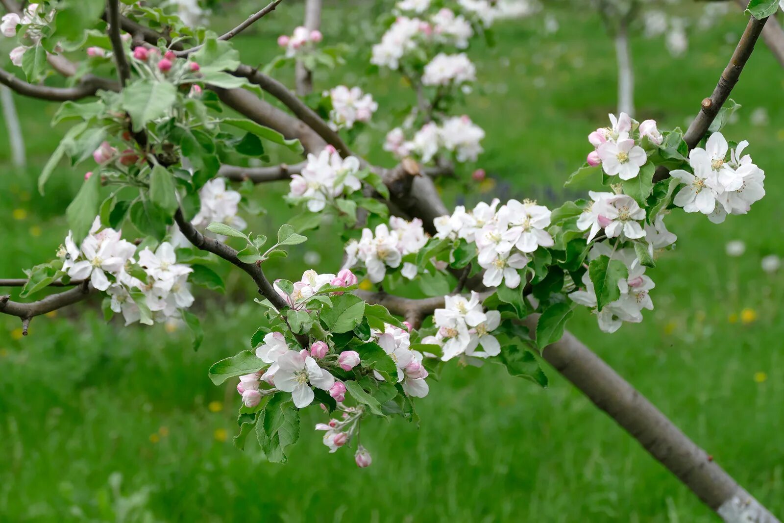 Музыка яблоня. Яблоня дерево. Начало цветения яблони. Начало цветения дерева яблони. Цветущие яблони в бутонах.