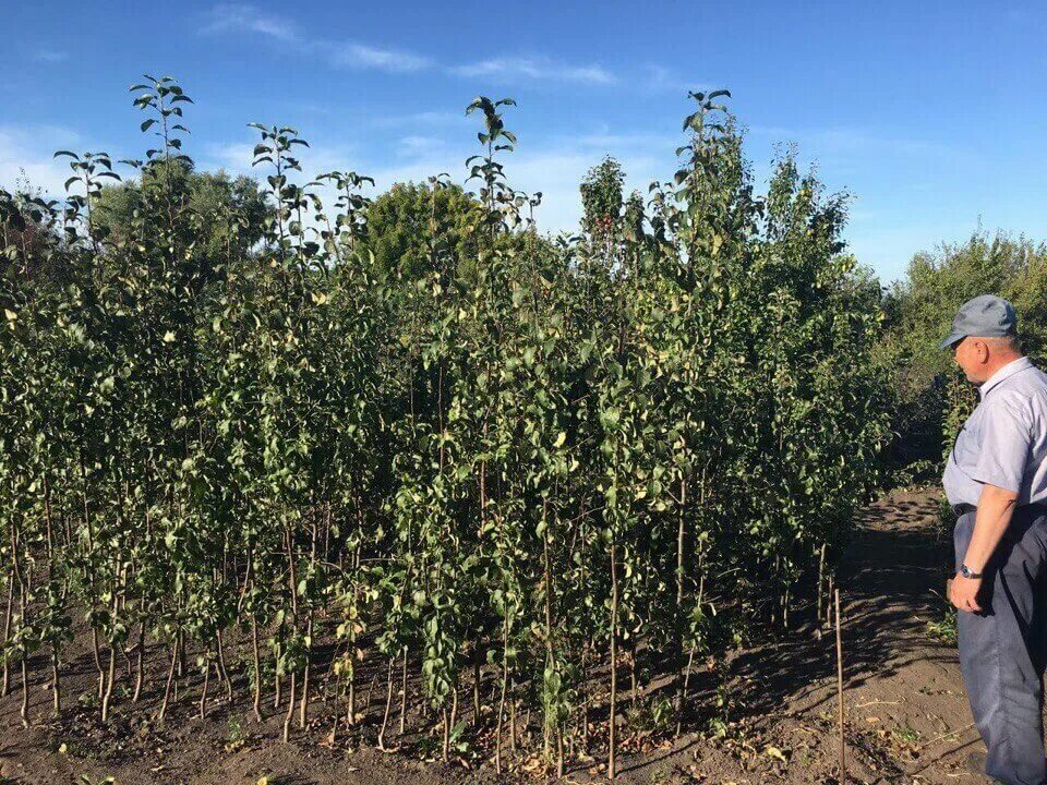 уфа универмаг рассада цветов. питомник туймазы саженцы долина роз. питомник уфа. цветы саженцы. питомник уфа саженцы деревьев.