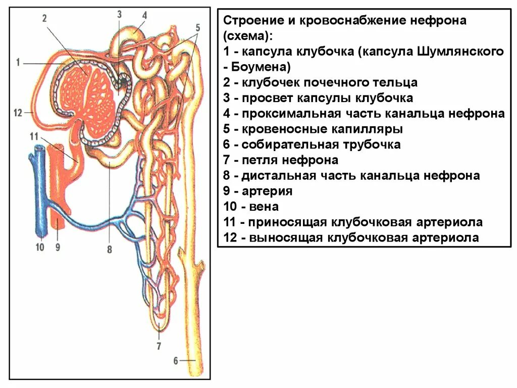 Почечное тельце нефрона схема. Строение нефрона человека анатомия. Строение почечного тельца нефрона схема. Микроскопическое строение почки нефрон.