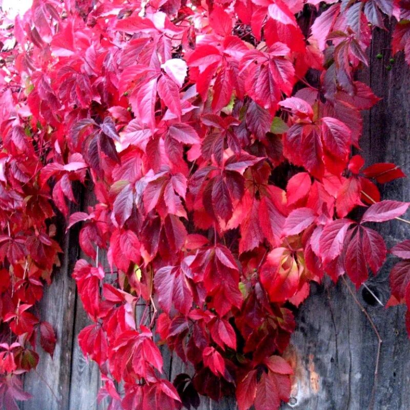 Виноград девичий пятилисточковый parthenocissus quinquefolia. Виноград девичий (партеноциссус) пятилисточковый дон жуан. Девичий виноград parthenocissus quinquefolia. Девичий виноград (партеноциссус) - лиана. Виноград девичий пятилисточковый.