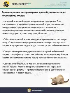 Чем лучше кормить кошку советы ветеринаров