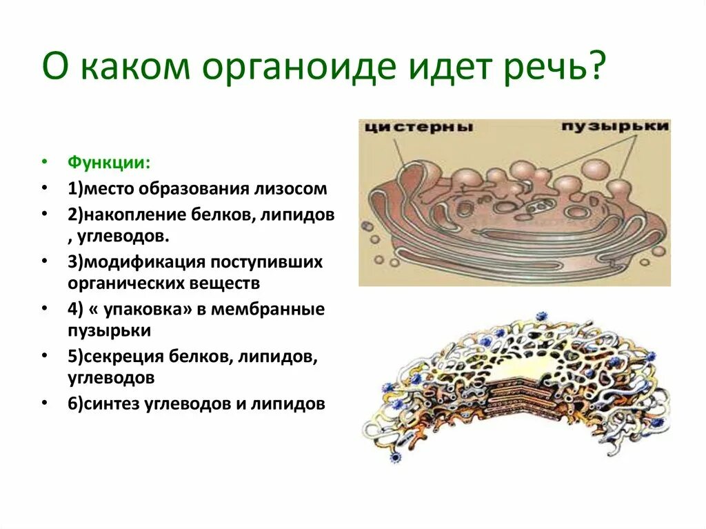 Лизосомы транспорт веществ. Органоиды в клетки синтезирующие белки. Синтез углеводов и липидов органоид. Лизосома функции органоида. Синтез липидов органоид.