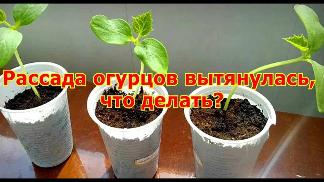 Рассада огурцов сильно вытянулась. Рассада огурцов вытянулась. Рассада кабачков вытянулась. Ростки огурцов вытянулись. Огурцы вытянулись в рассаде что делать.