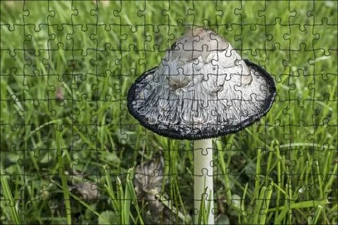 Грибы бело черного цвета