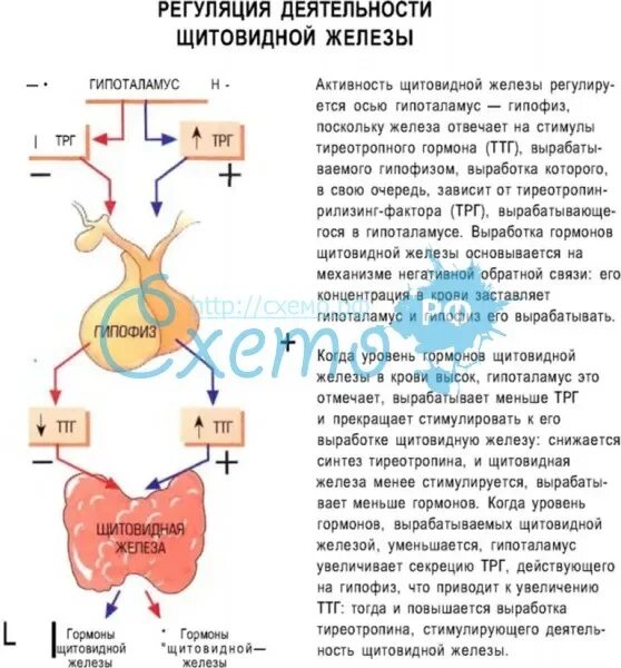 Механизм секреции гормонов щитовидной железы. Регуляция функции щитовидной железы. Регуляция гормонов щитовидной железы схема. Гипофизарная регуляция деятельности щитовидной железы.