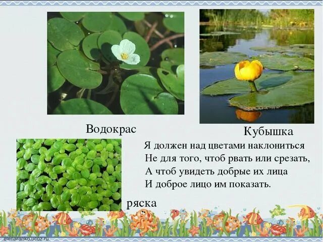 Карта кубышка. Водокрас кубышка. Водокрас и стрелолист. Растения водоемов 4 класс. Растения в водоемах нашего края.