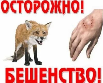 Осп бешенство
