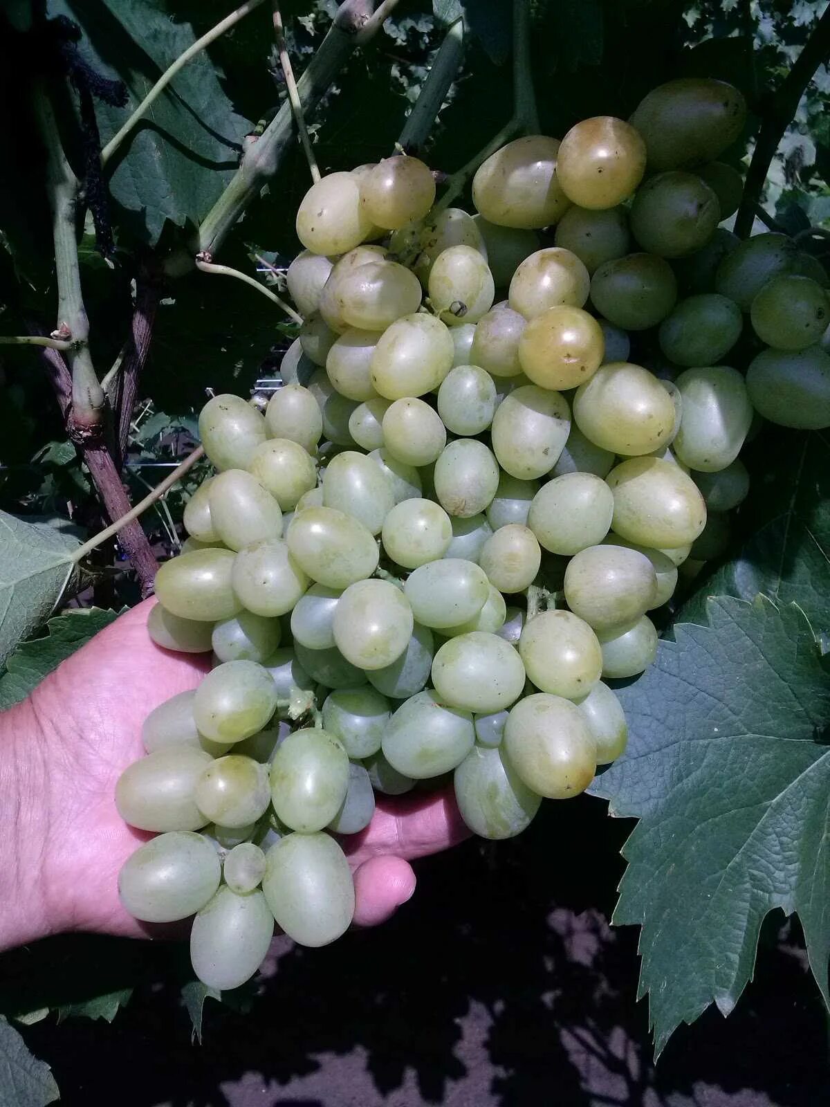 виноград супер экстра цитрин. супер виноград описание. виноград плодовый супер-экстра (c3). виноград белый супер экстра. виноград плодовый супер-экстра (c3).