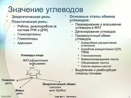 Углеводы значение