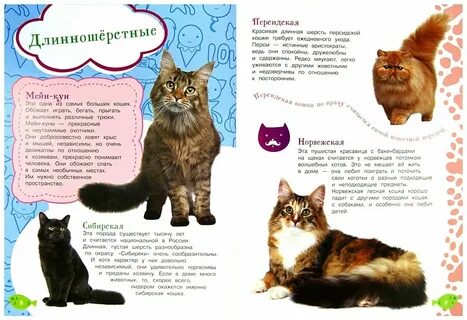 Как воспитывать котенка