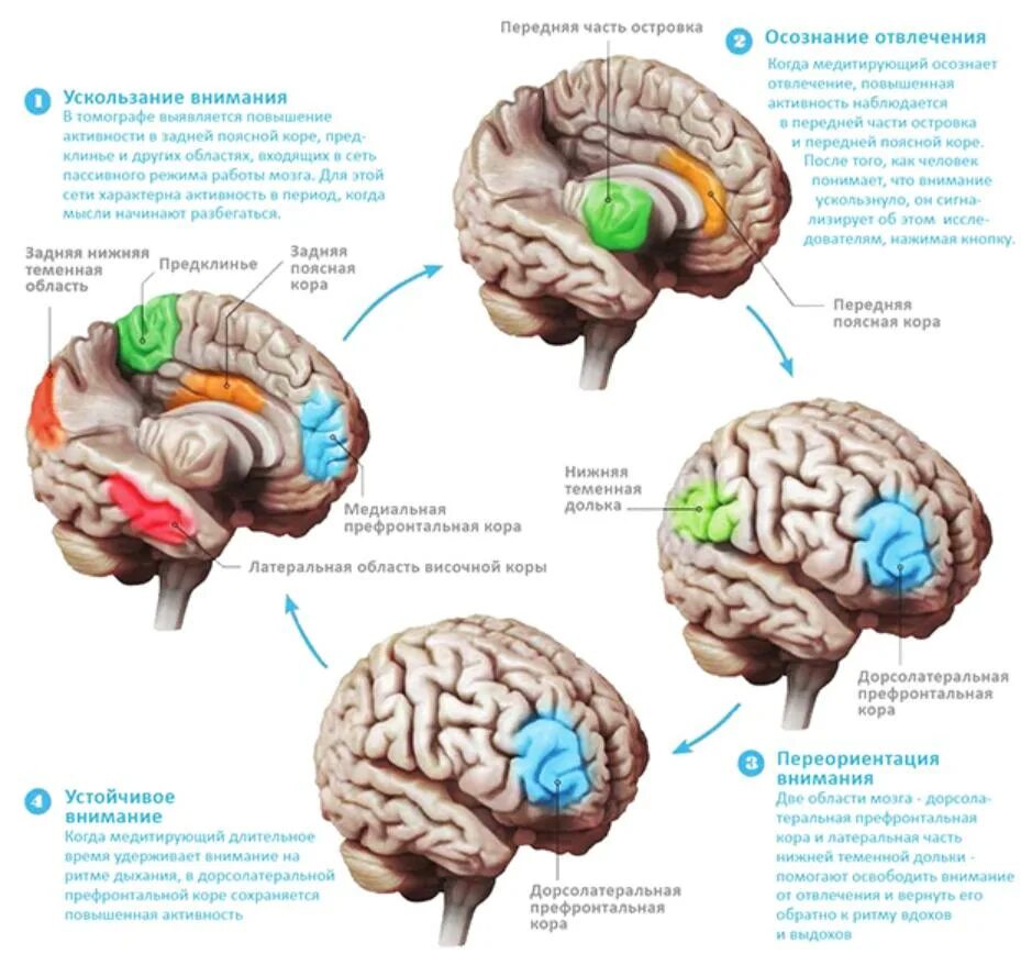 Медитация для мозга. Мозг при медитации. Мозг до и после медитации. Головной мозг и медитация. Влияние медитации на мозг.
