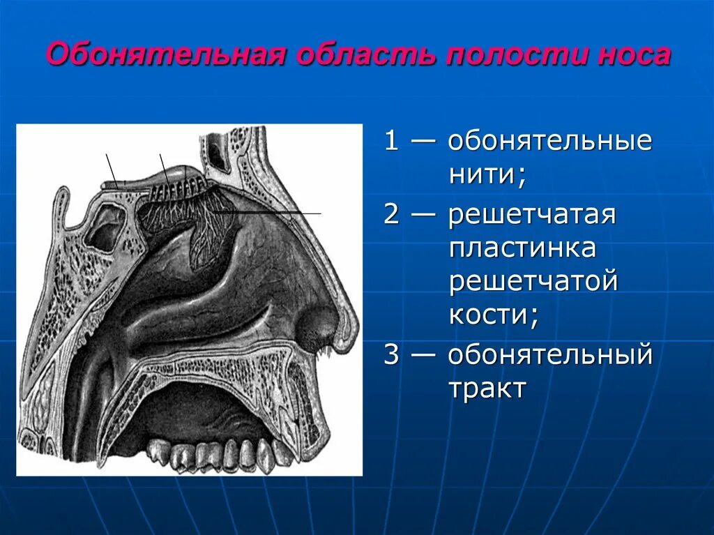 Обонятельная. Обонятельная область носа анатомия. Решетчатая пластика решетчатой кости. Решетчатая кость в носовой полости. Ешетчатая пластинка решетчатой Кост.