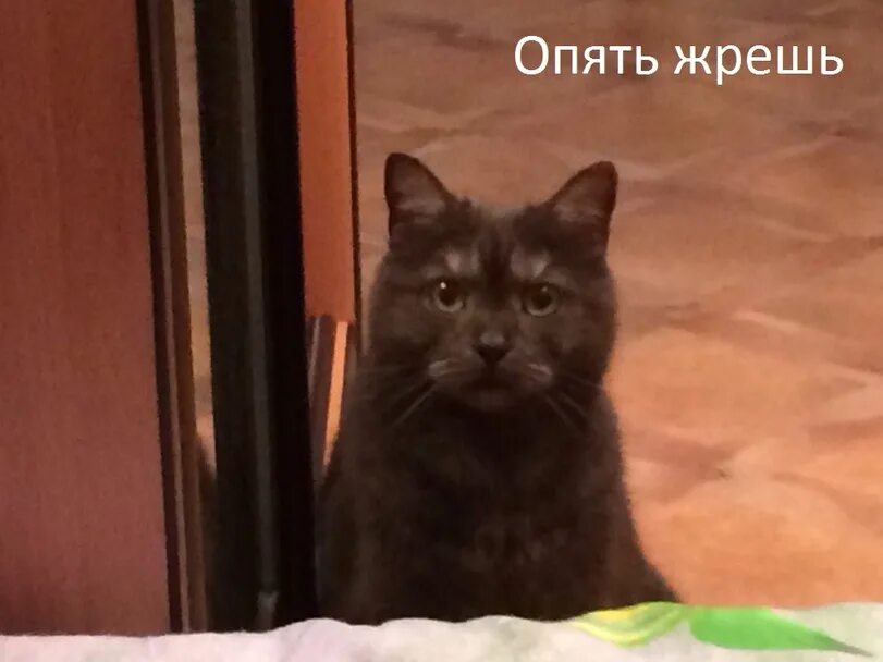 Опять жрешь. Опять жрешь кот. опятььжрешь. ты опять жрешь.