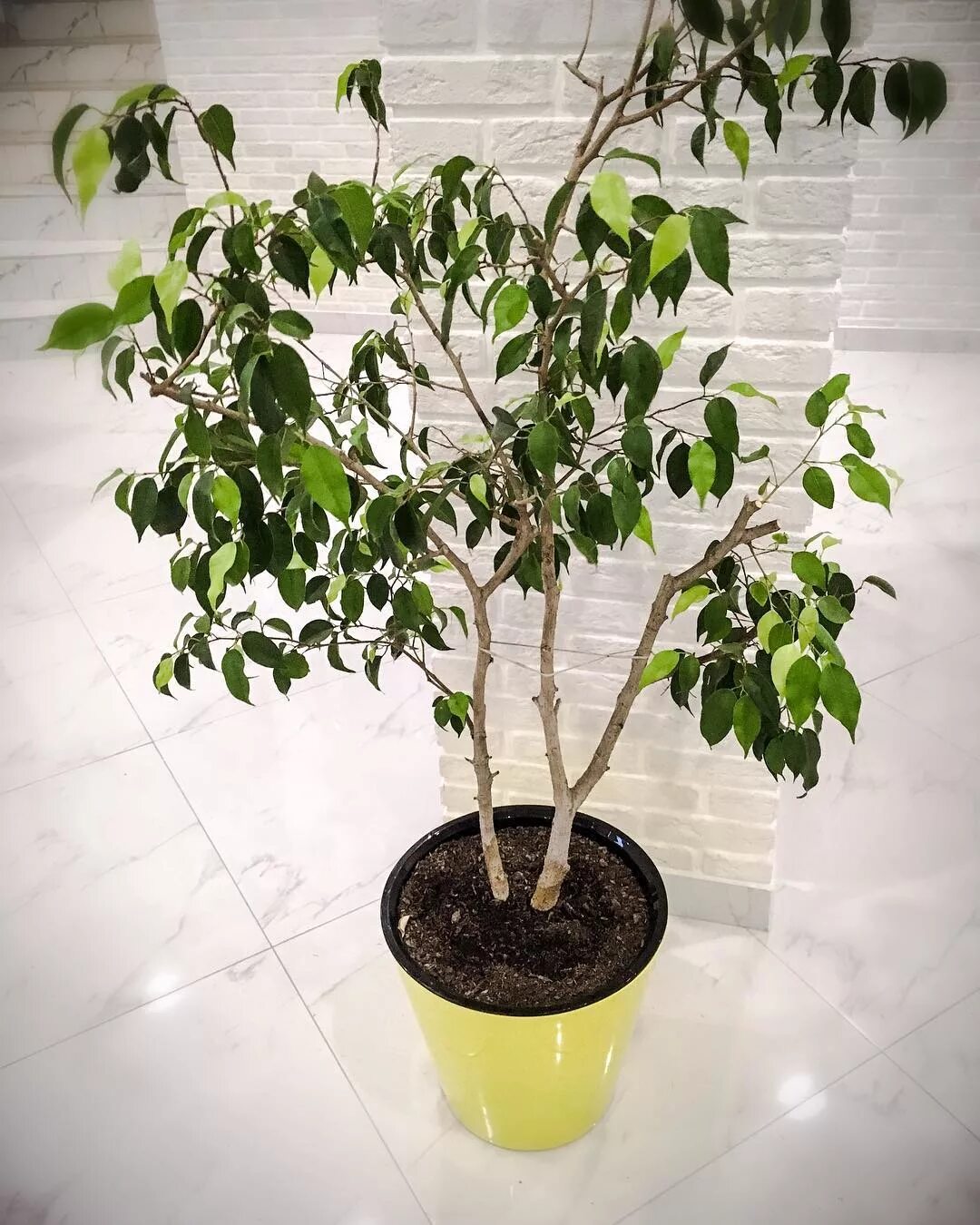 урюк баткен. дерево темрюк. дерево темрюк. спил деревьев темрюк. акация ленкоранская дерево.